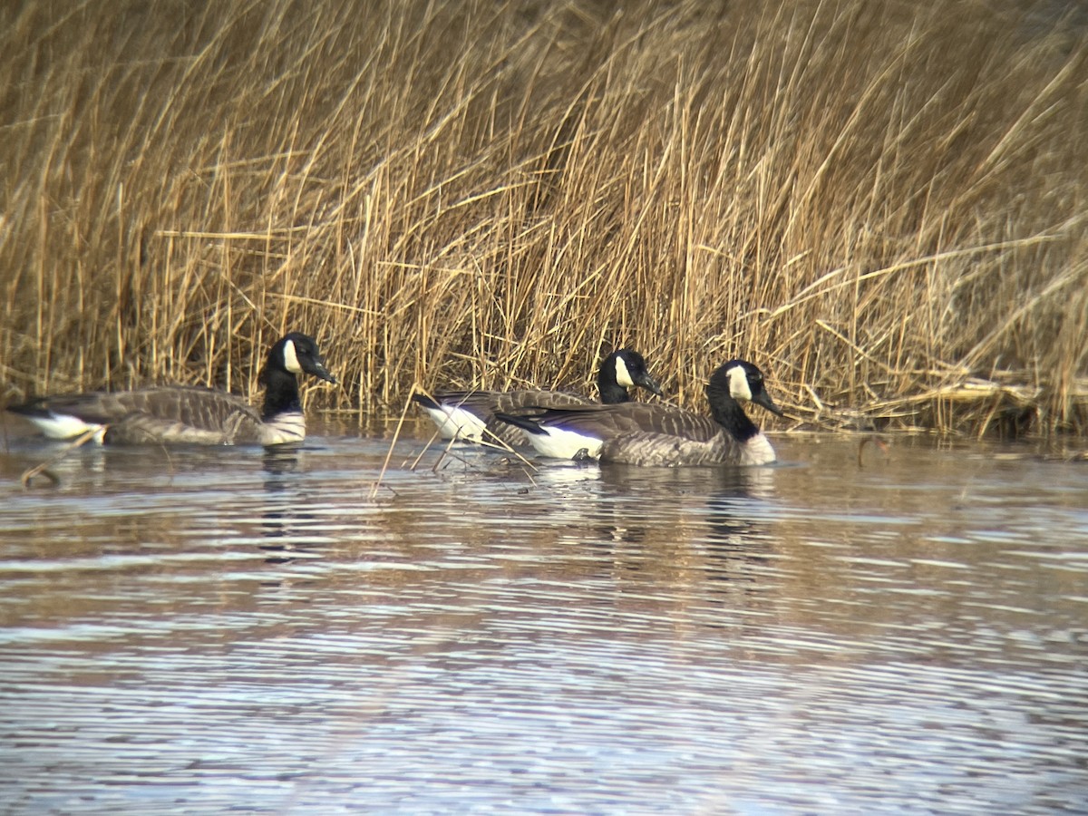 Branta kanadar handia - ML631478168