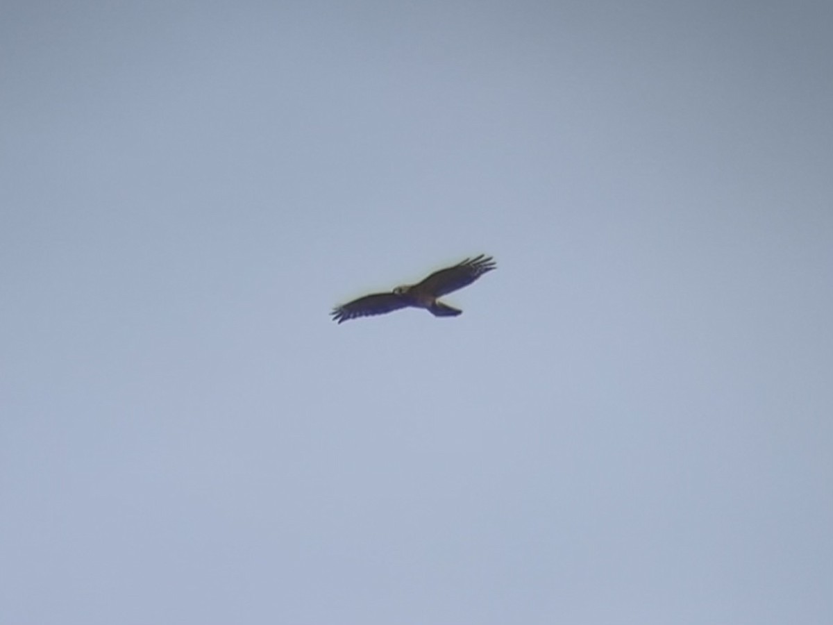 Red-shouldered Hawk (lineatus Group) - ML631478250