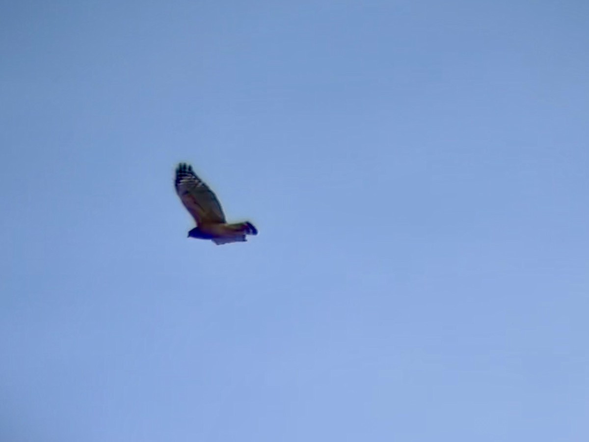Red-shouldered Hawk (lineatus Group) - ML631478251
