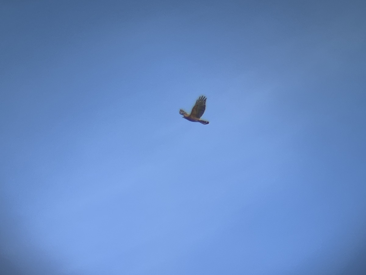Red-shouldered Hawk (lineatus Group) - ML631478252