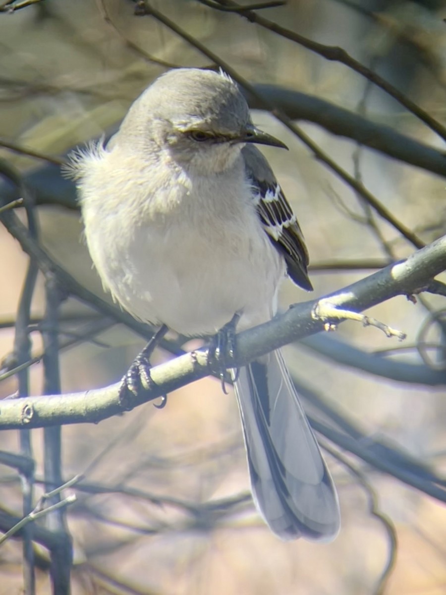 Northern Mockingbird - ML631478261