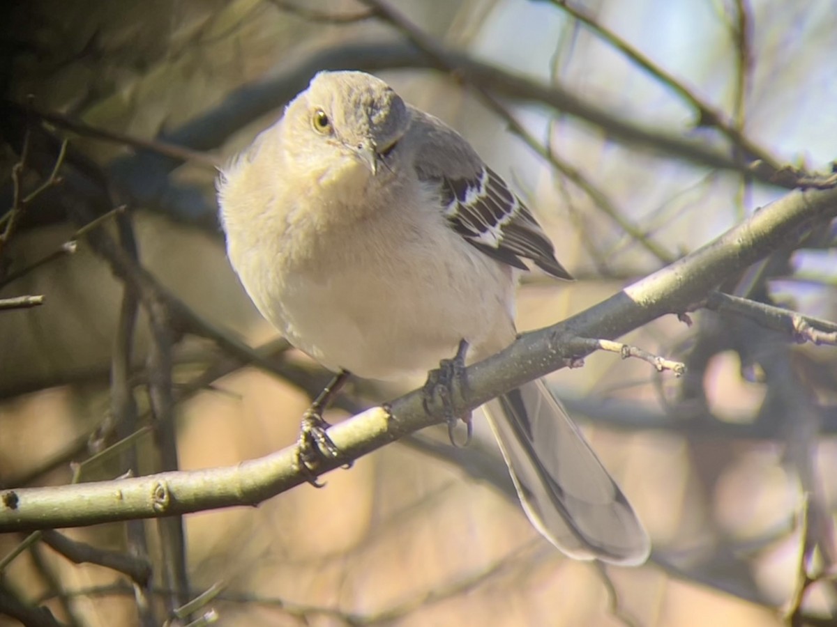 Northern Mockingbird - ML631478262