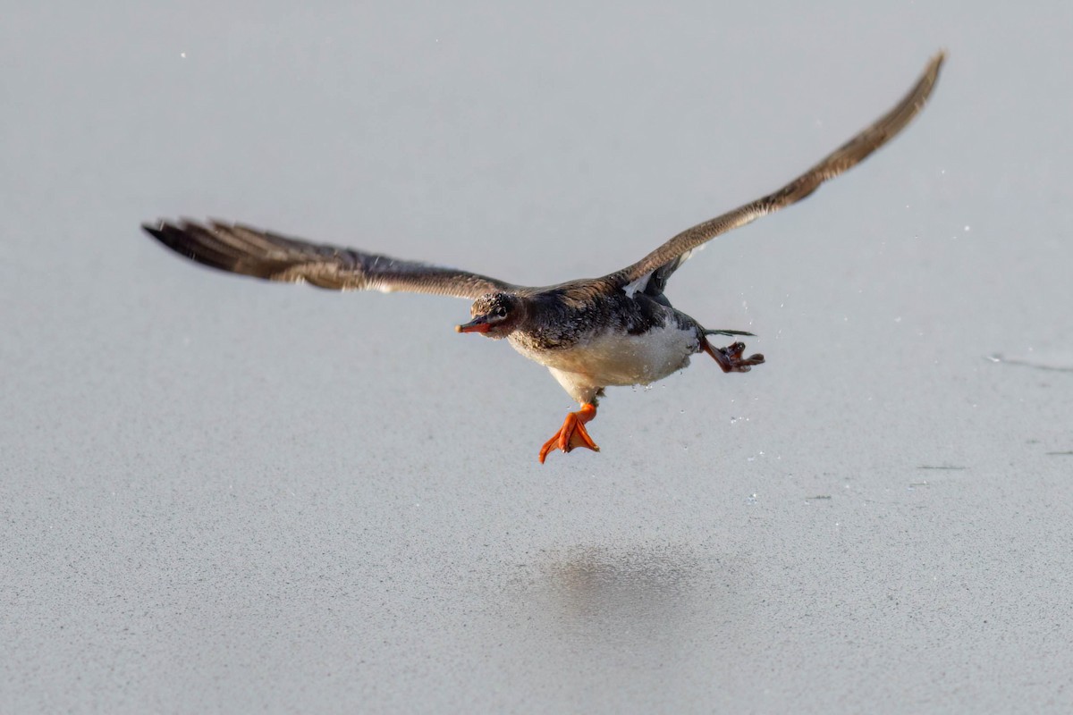 Сэвгэр бохио - ML631478280