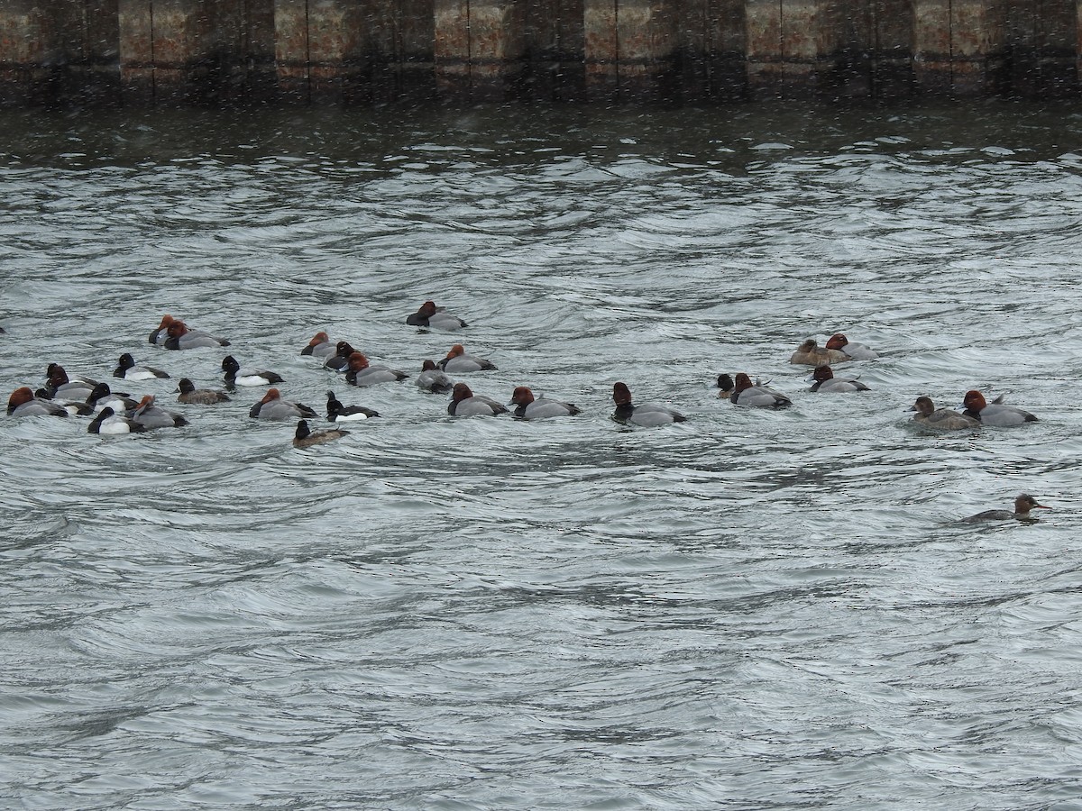 Tufted Duck - ML631478287