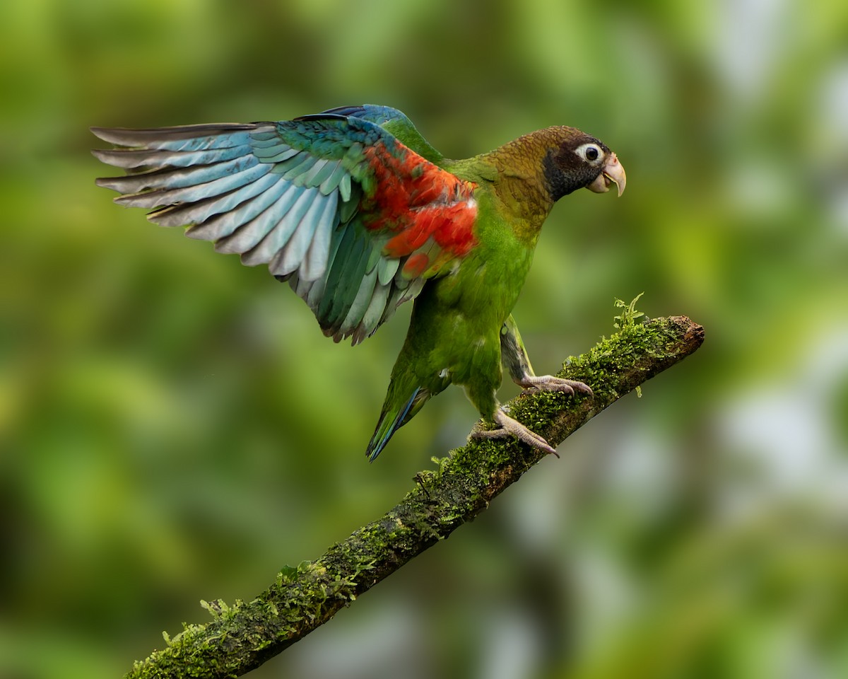 Brown-hooded Parrot - ML631478309