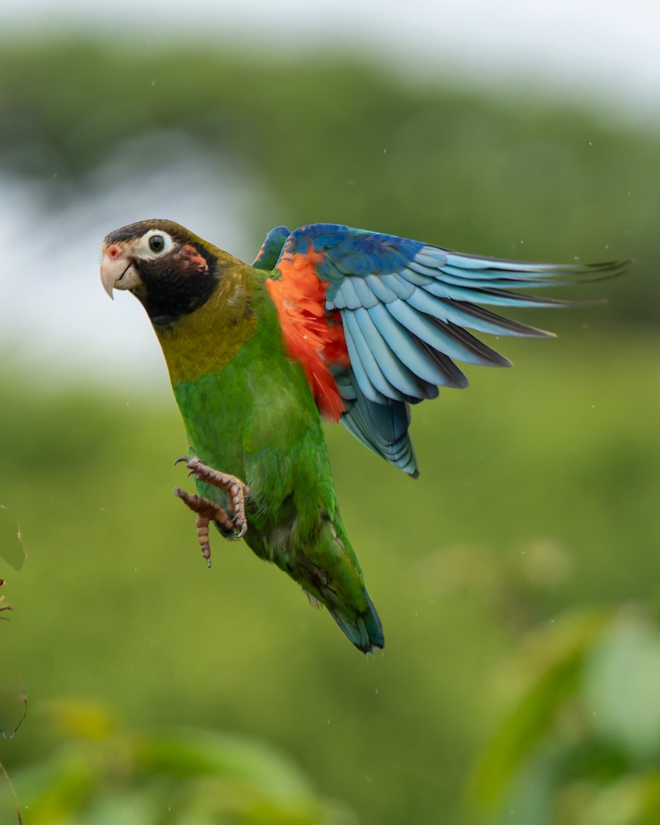 Brown-hooded Parrot - ML631478310