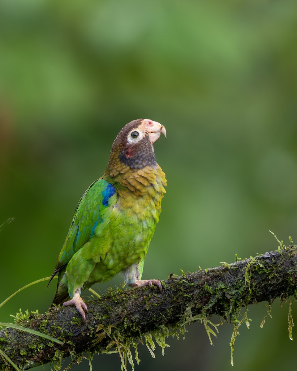 Brown-hooded Parrot - ML631478311