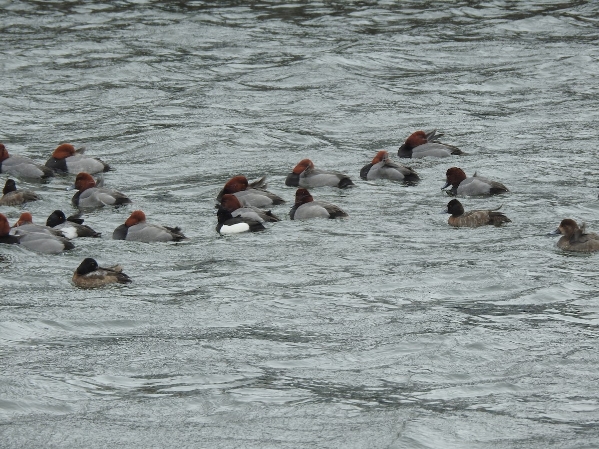 Tufted Duck - ML631478326