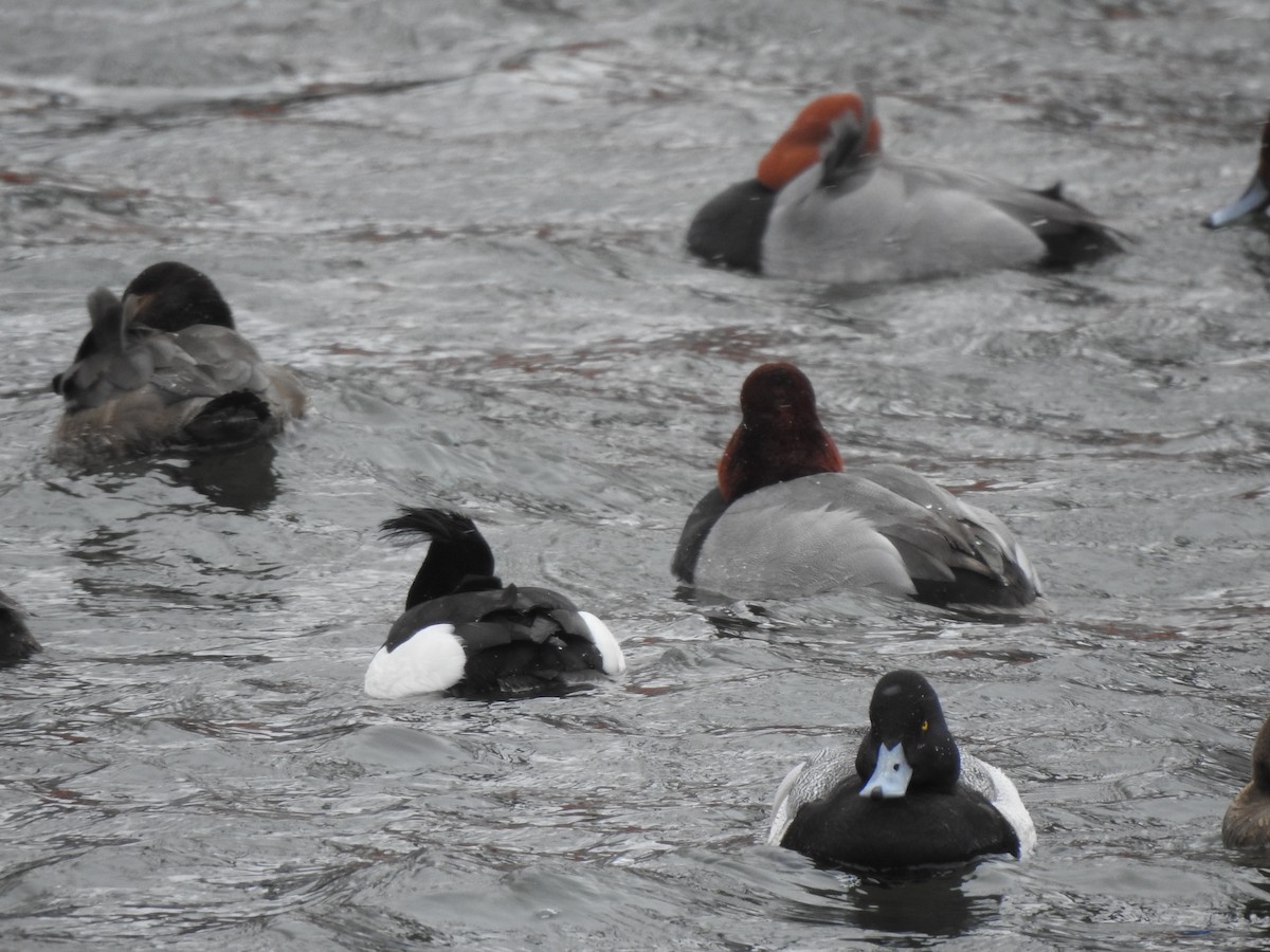 Tufted Duck - ML631478363