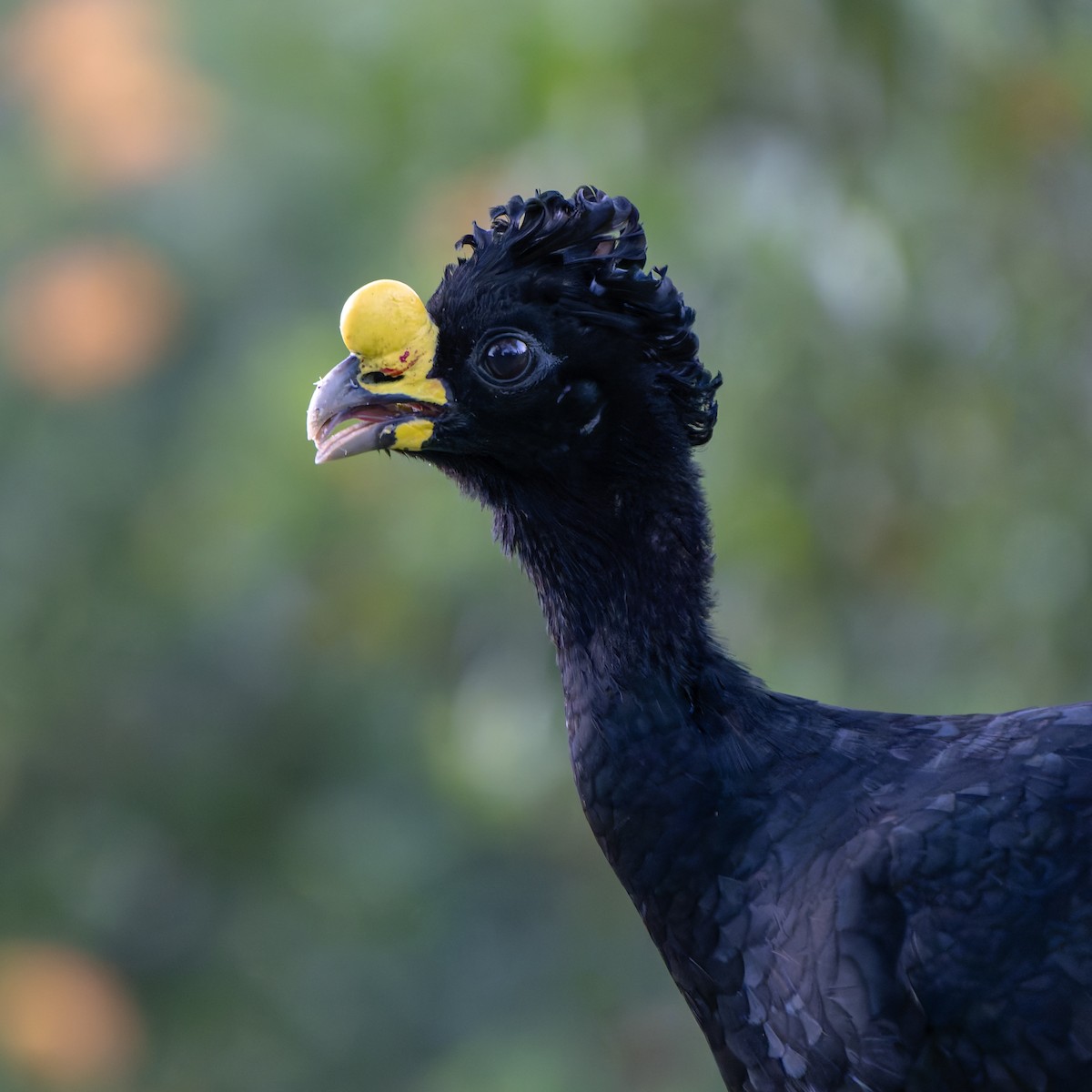 Great Curassow - ML631478398