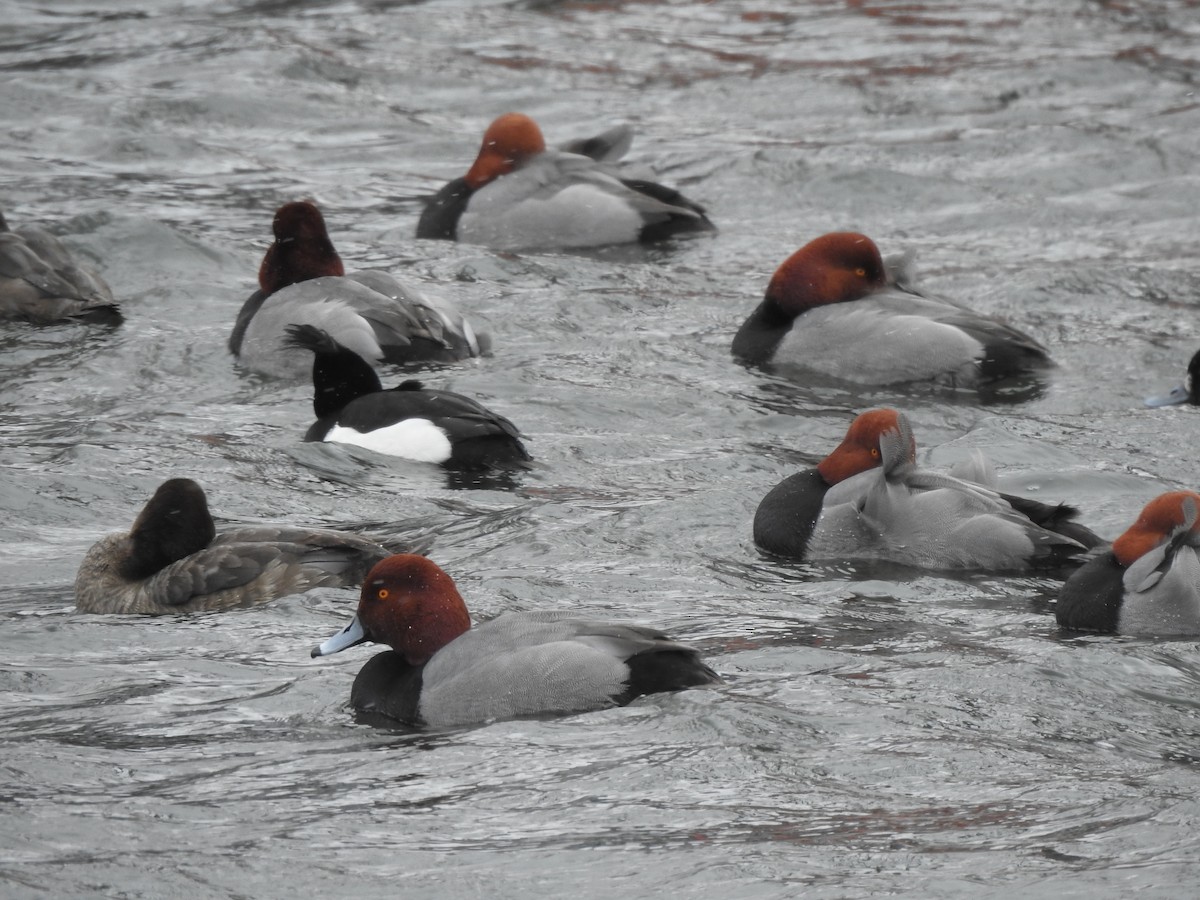 Tufted Duck - ML631478400