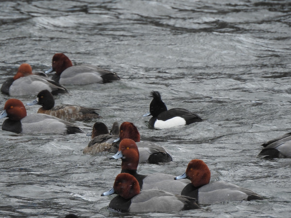 Tufted Duck - ML631478409