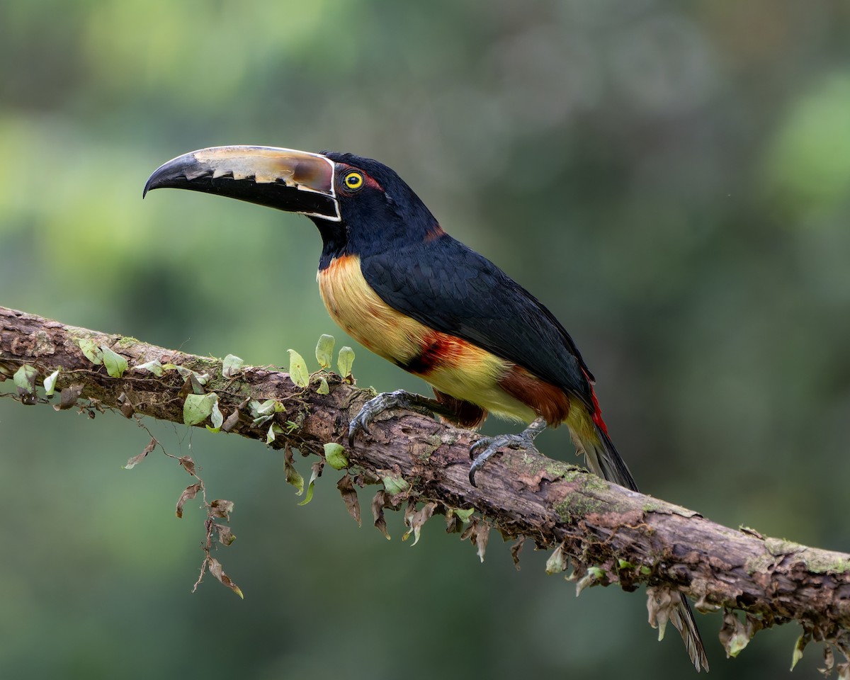 Collared Aracari - ML631478413