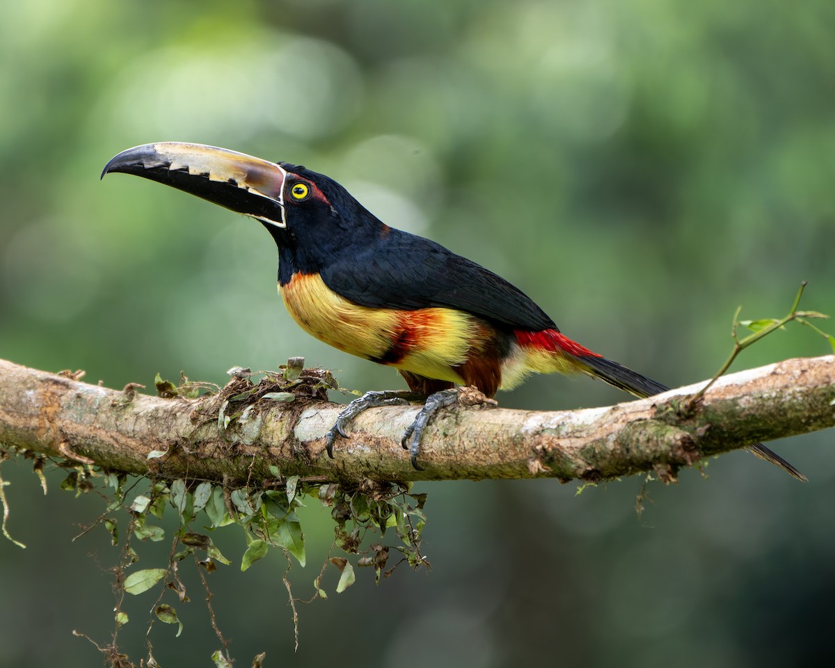 Collared Aracari - ML631478414