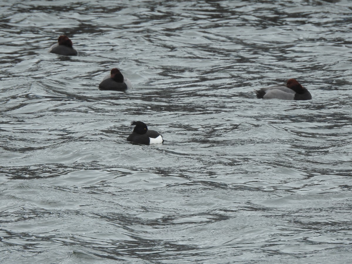 Tufted Duck - ML631478420