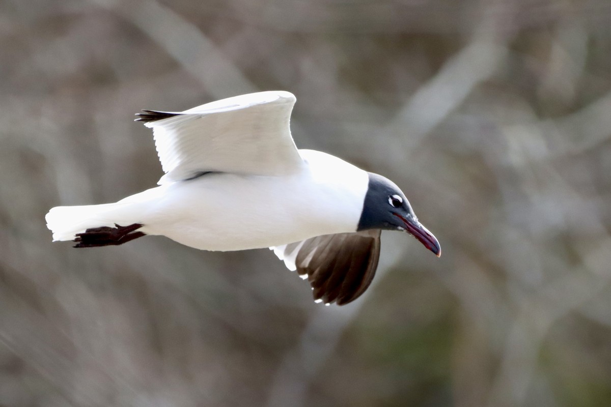 Mouette atricille - ML631478484