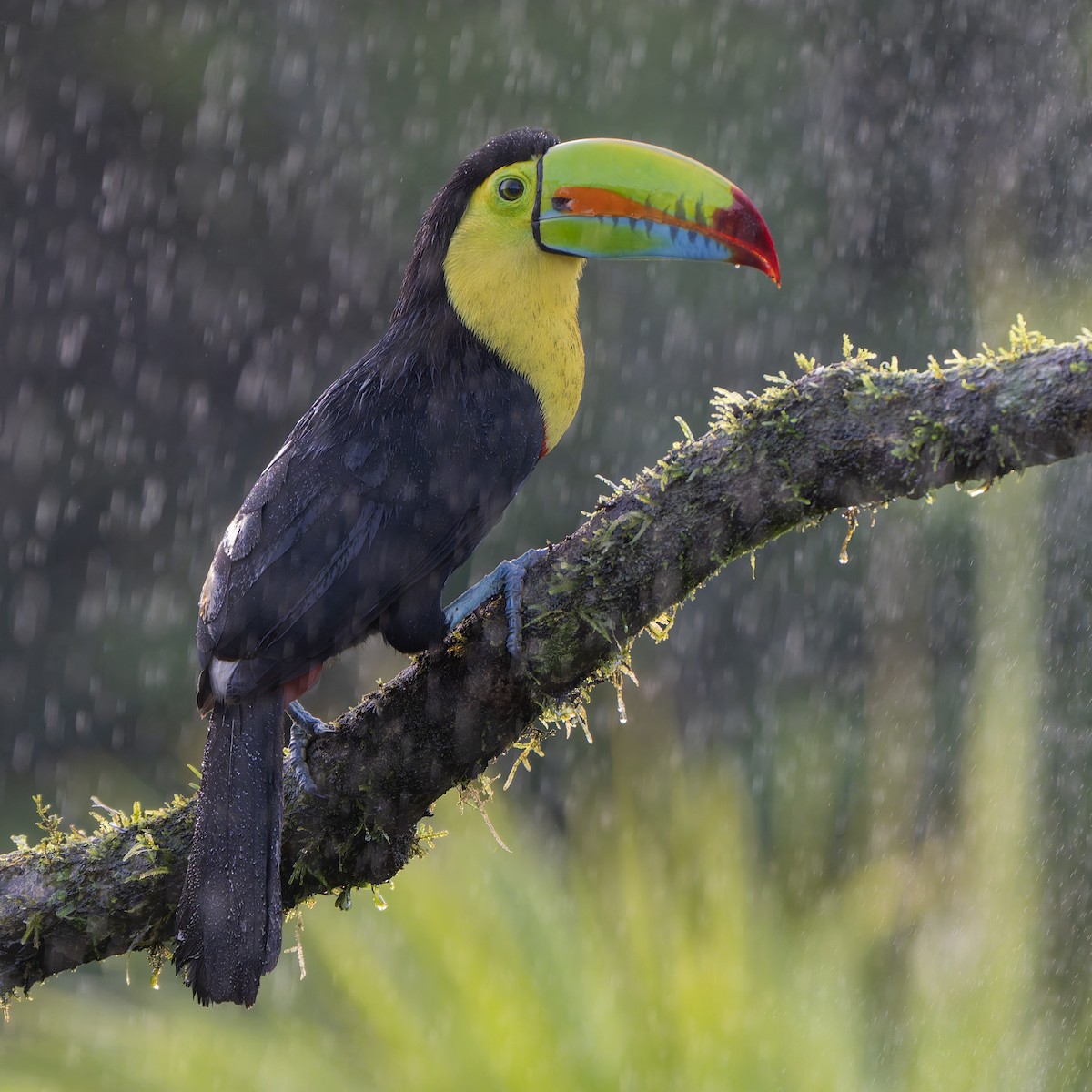 Keel-billed Toucan - ML631478502