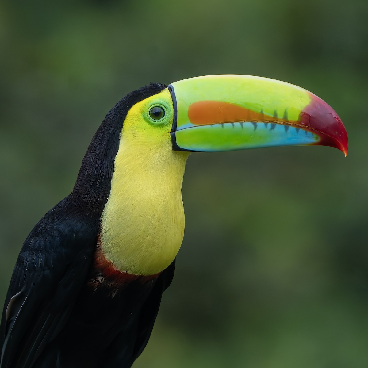 Keel-billed Toucan - ML631478503