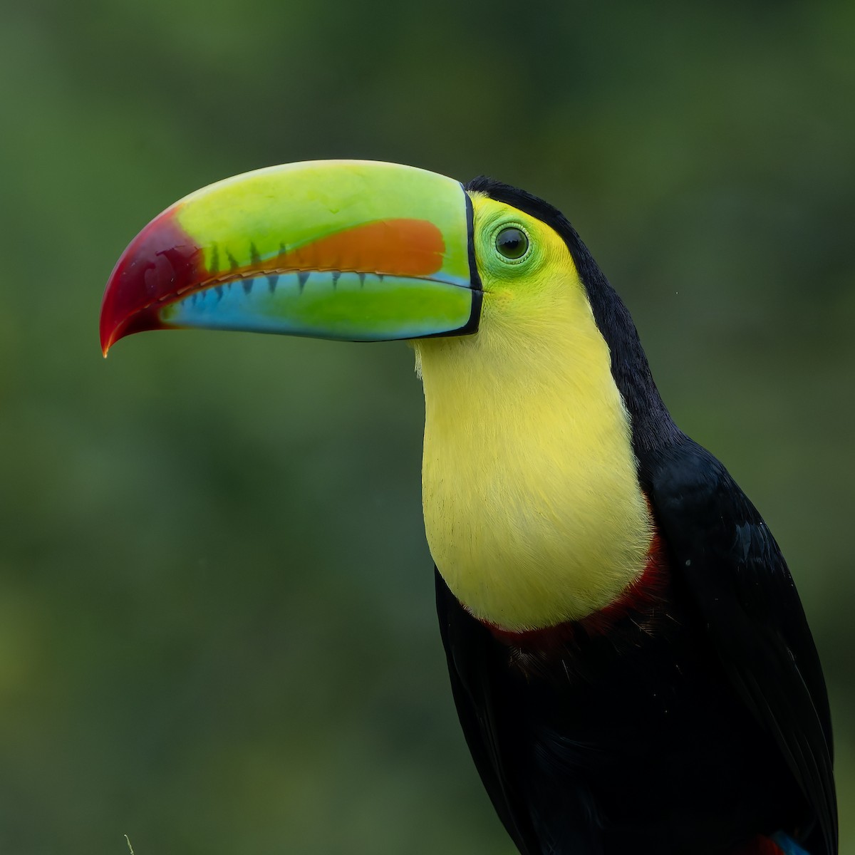 Keel-billed Toucan - ML631478504