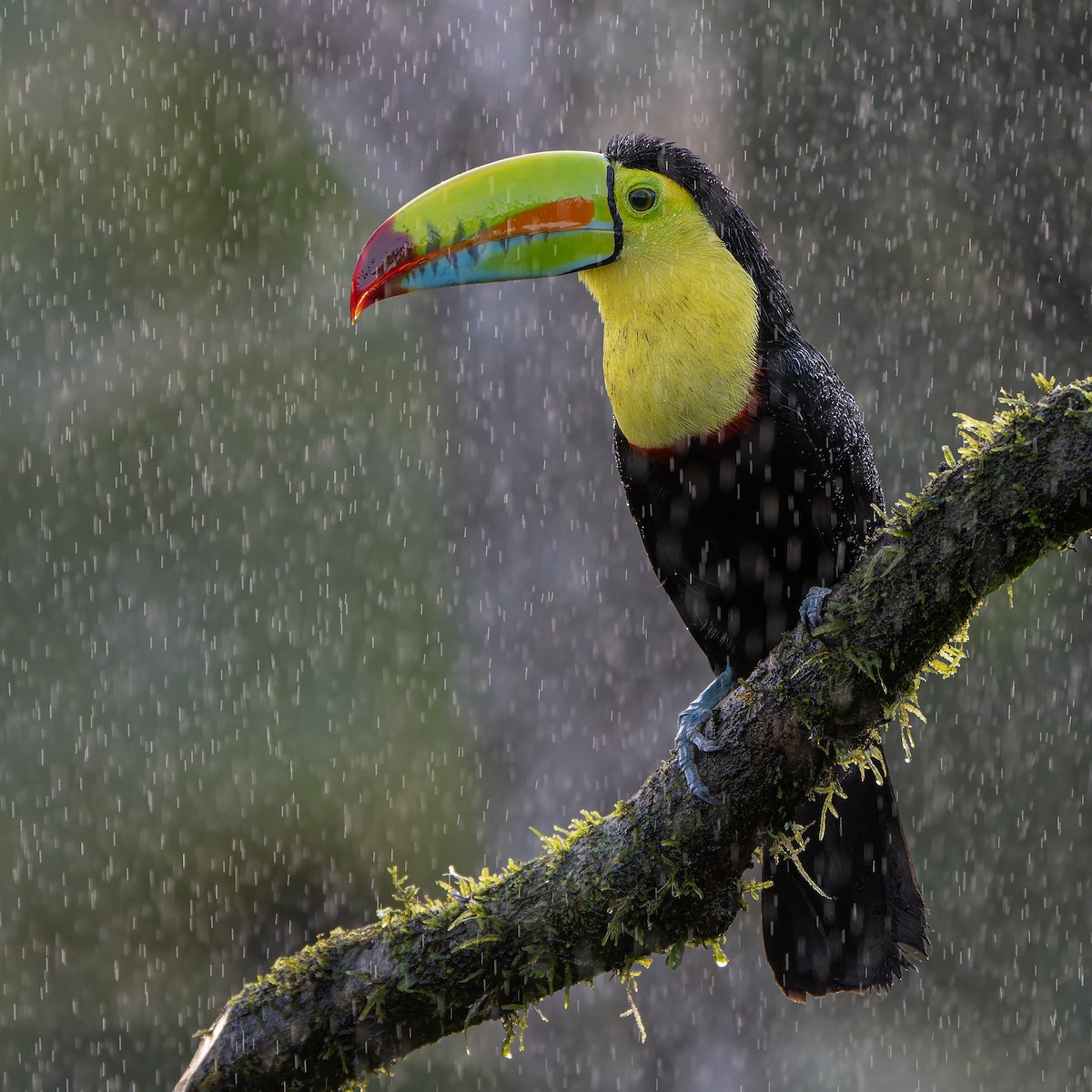 Keel-billed Toucan - ML631478505