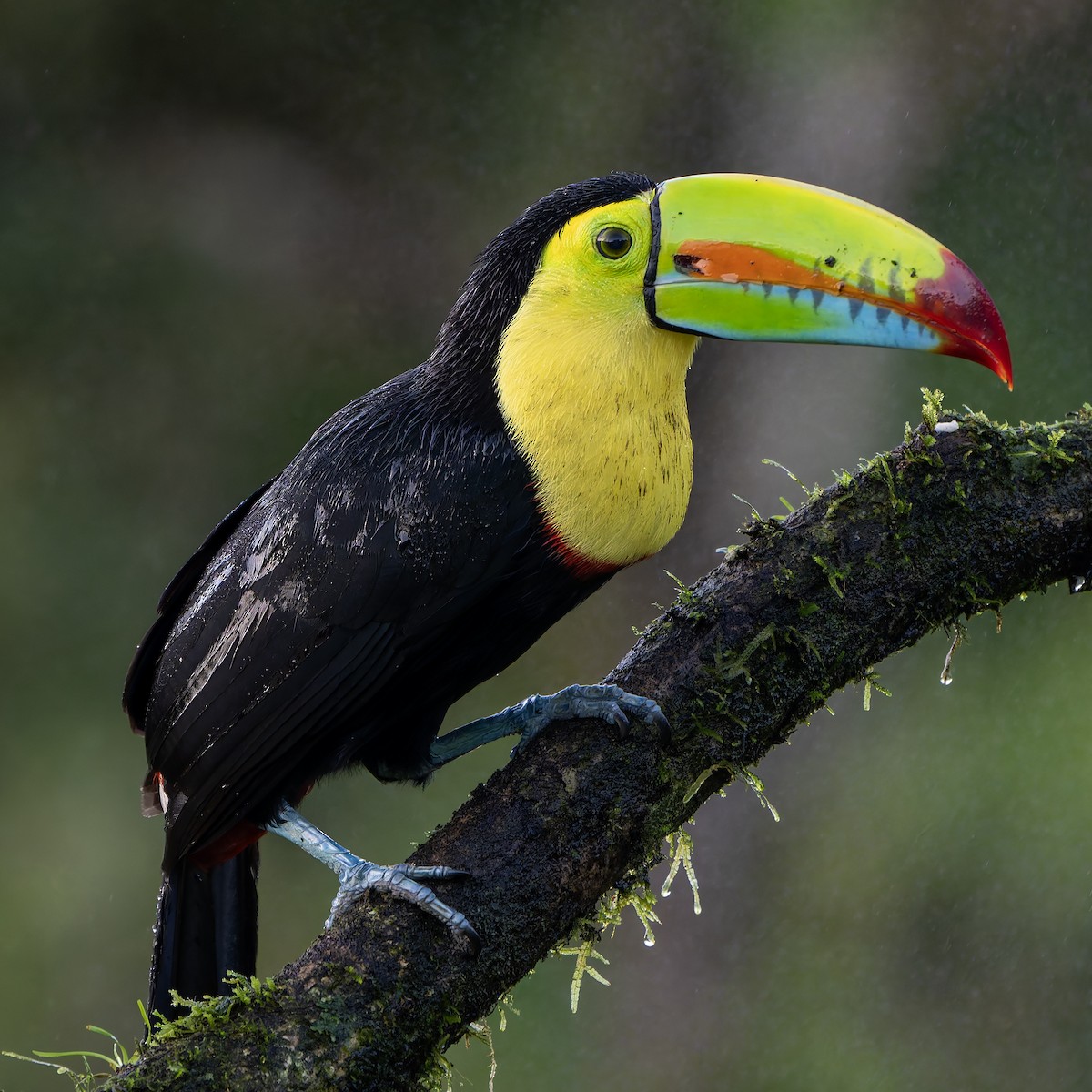 Keel-billed Toucan - ML631478506