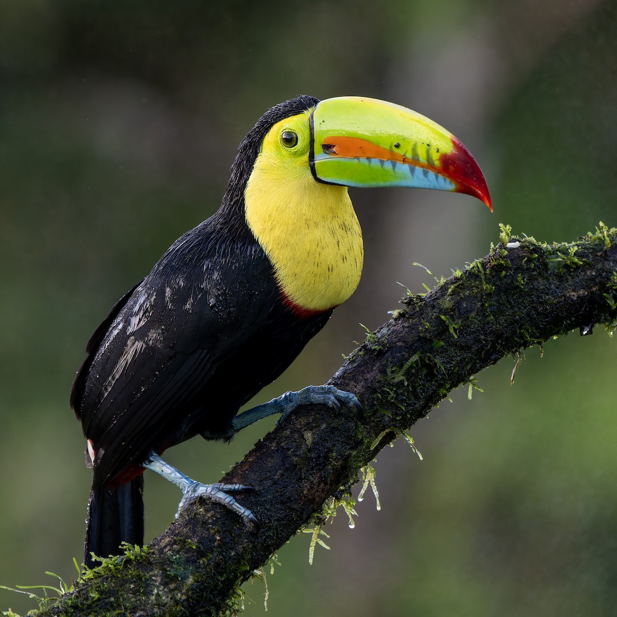 Keel-billed Toucan - ML631478507