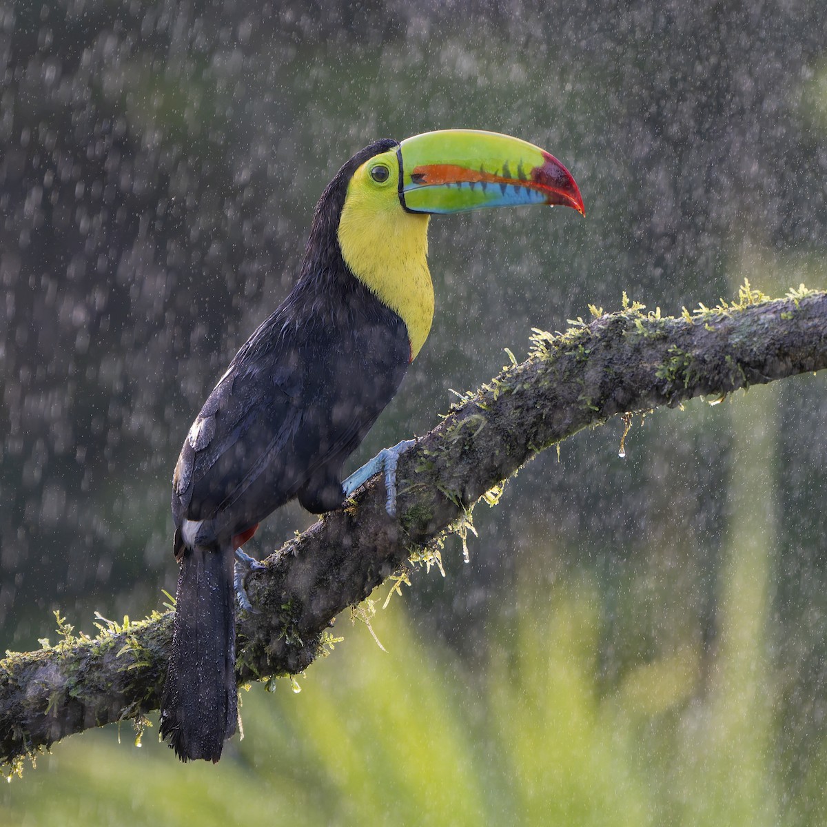 Keel-billed Toucan - ML631478508