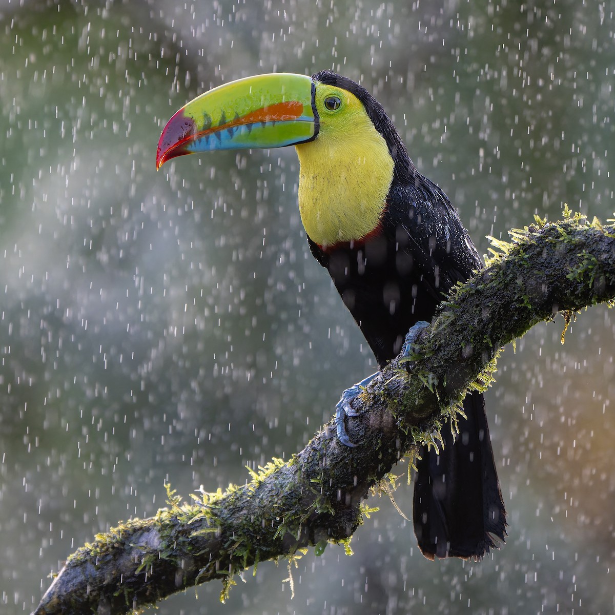 Keel-billed Toucan - ML631478509