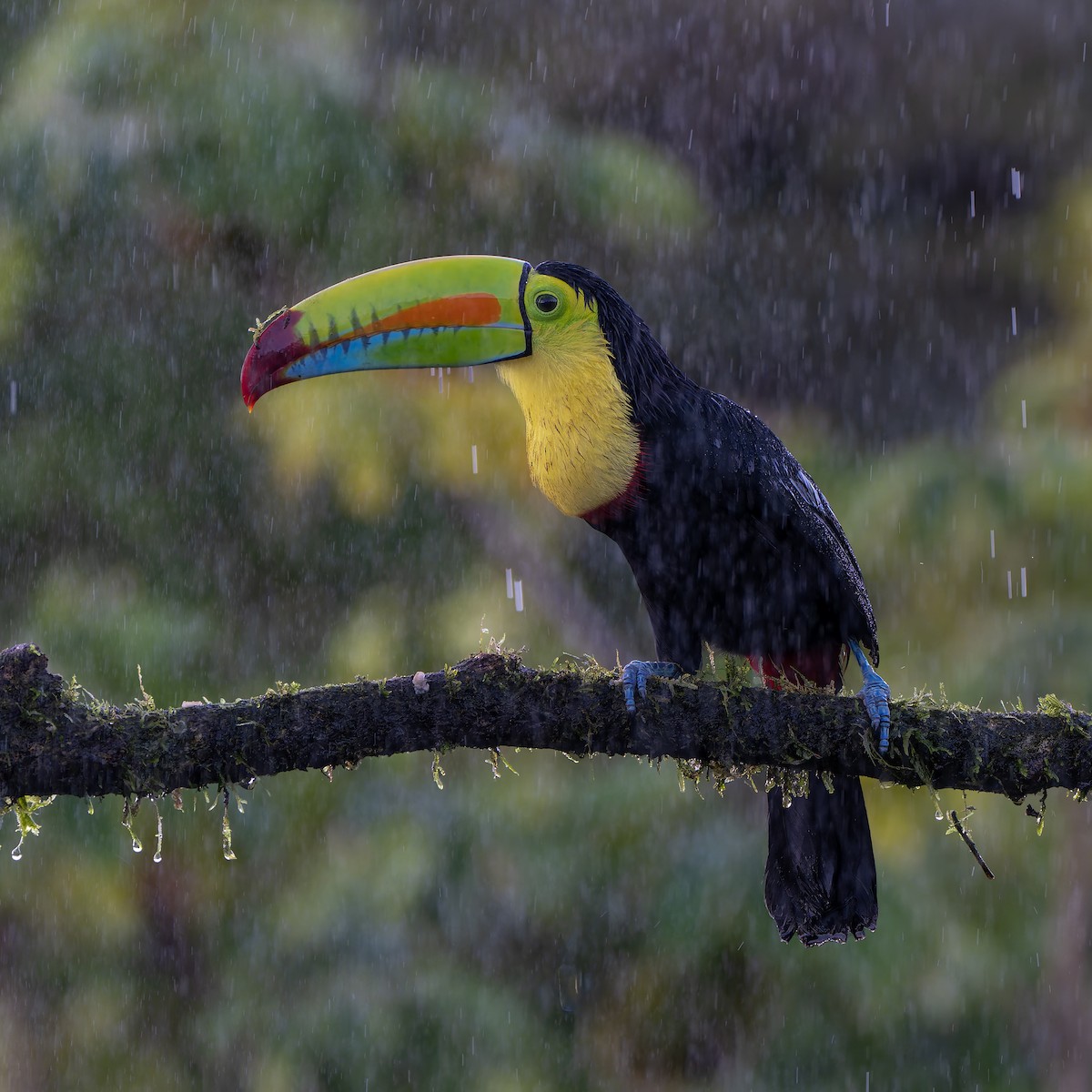 Keel-billed Toucan - ML631478511