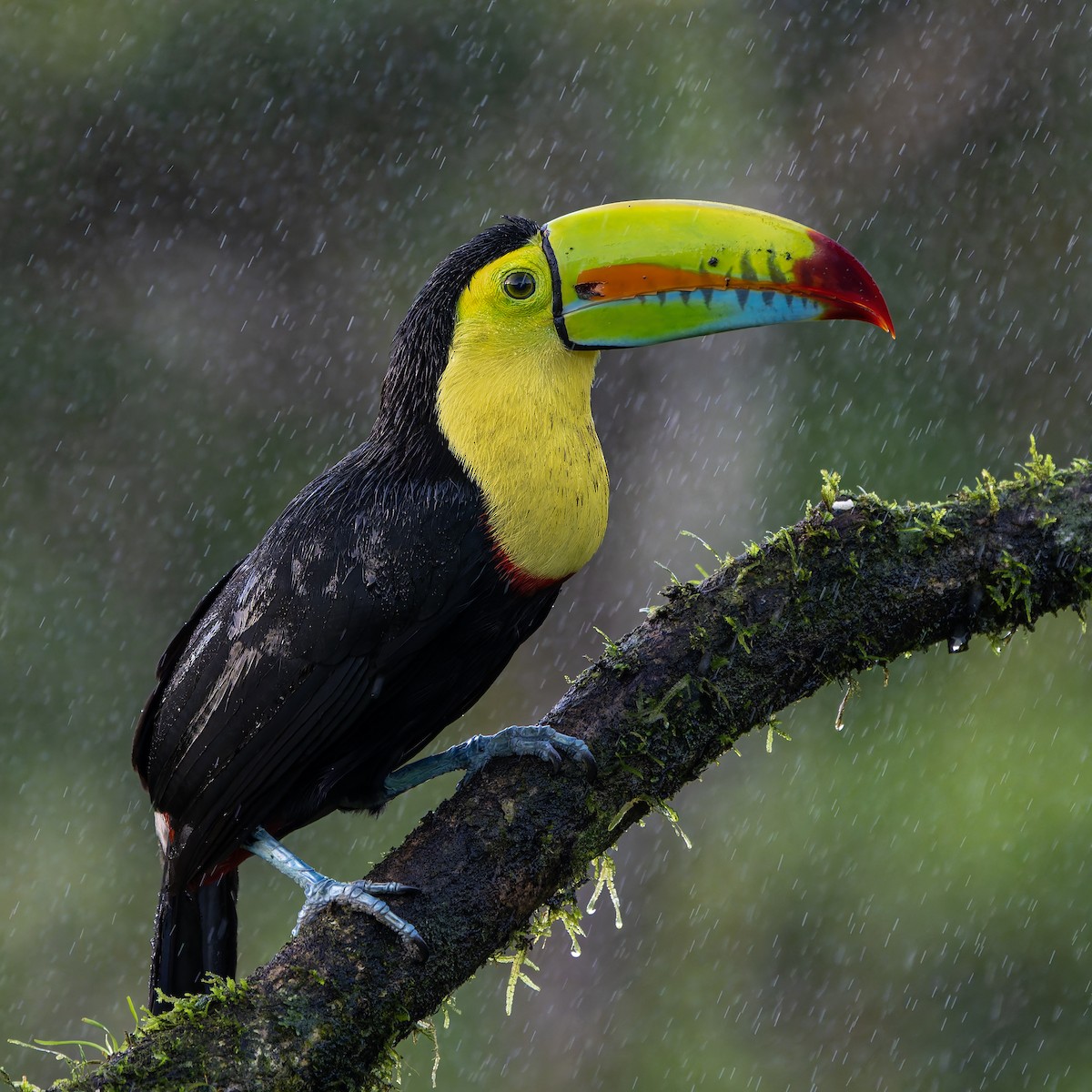 Keel-billed Toucan - ML631478521