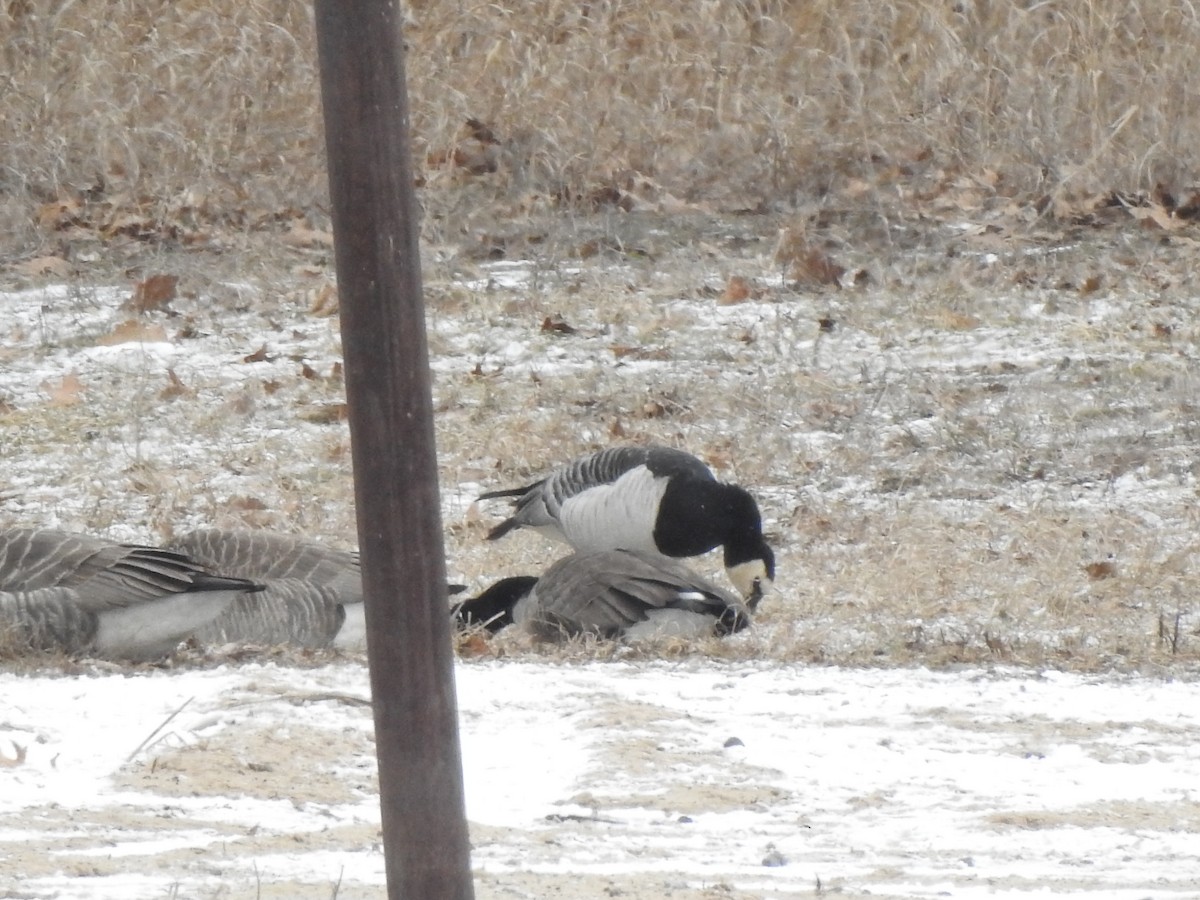 Barnacle Goose - ML631478609