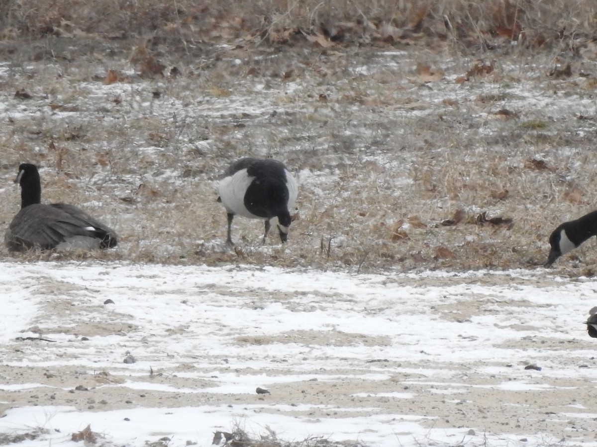 Barnacle Goose - ML631478622