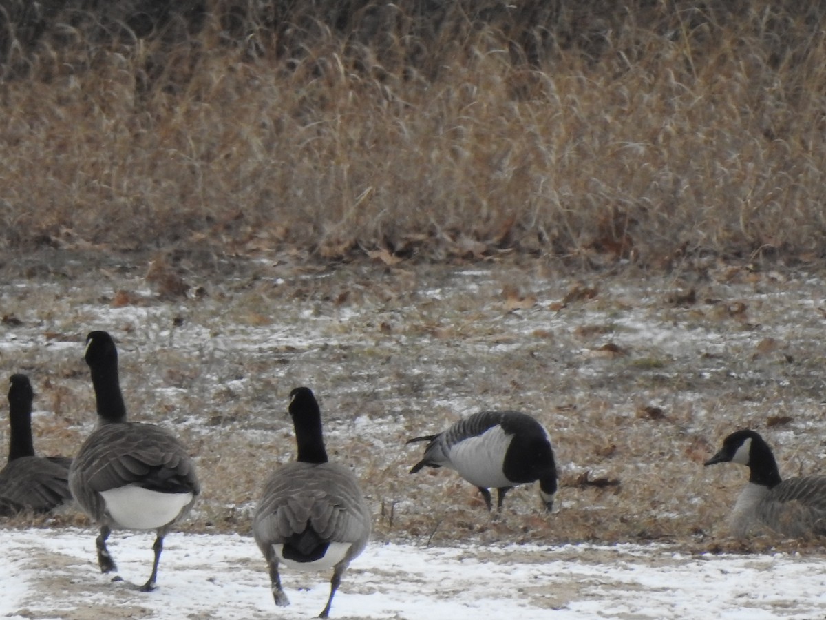Barnacle Goose - ML631478631