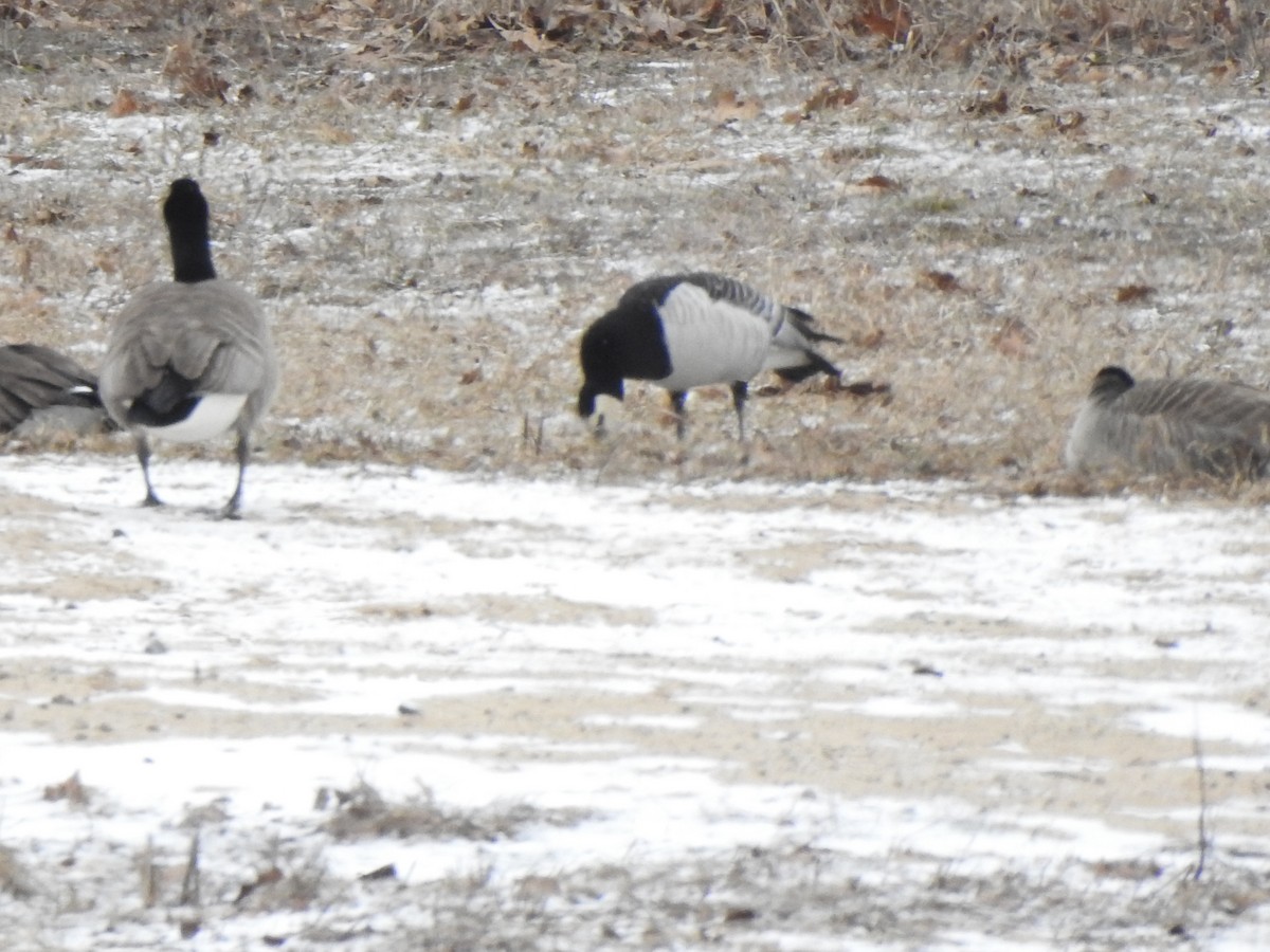 Barnacle Goose - ML631478640