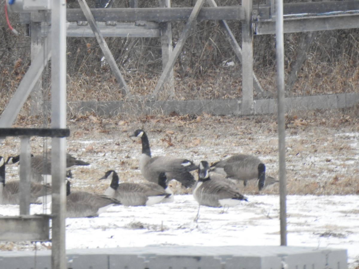 Canada Goose - ML631478652