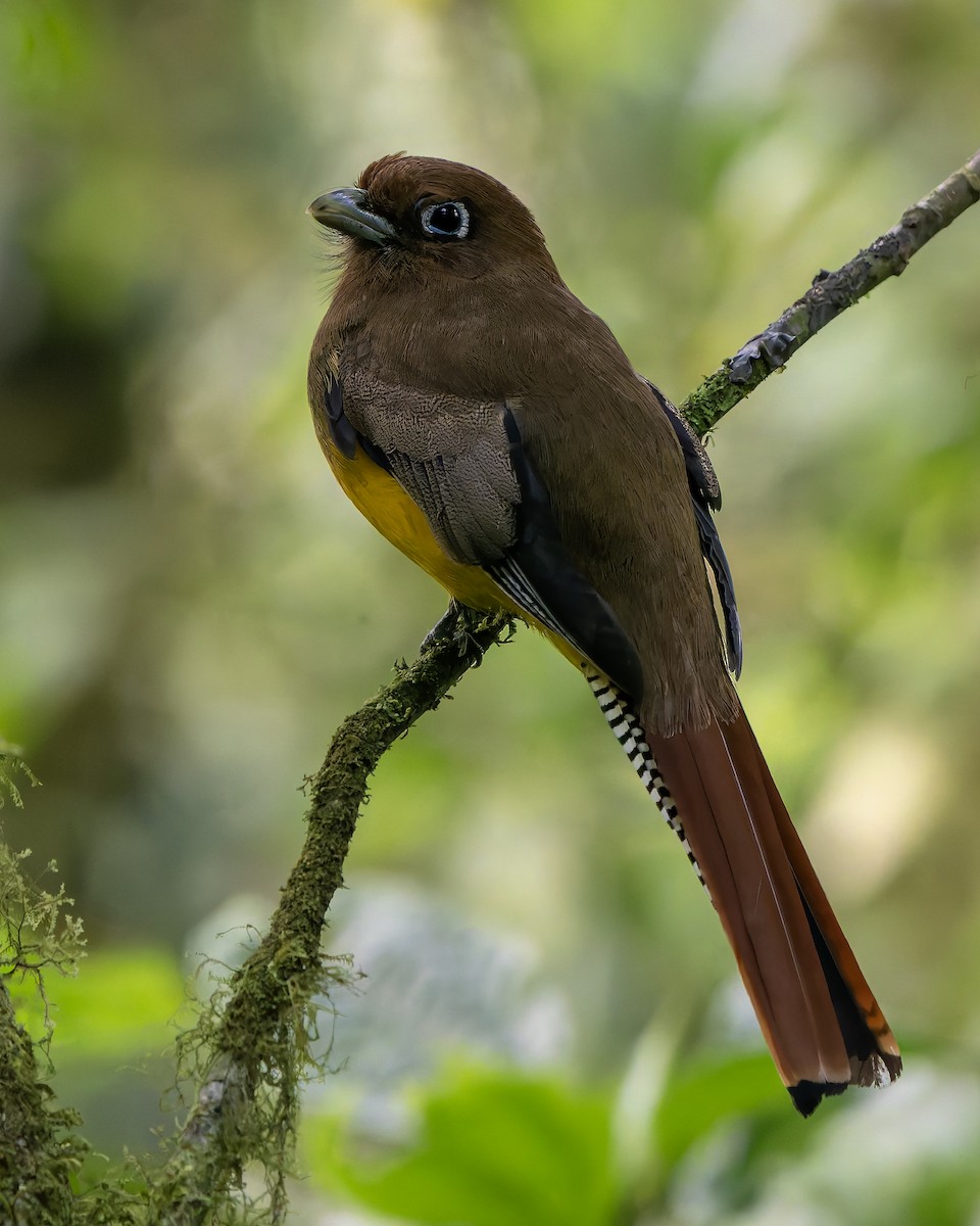 Northern Black-throated Trogon - ML631478682