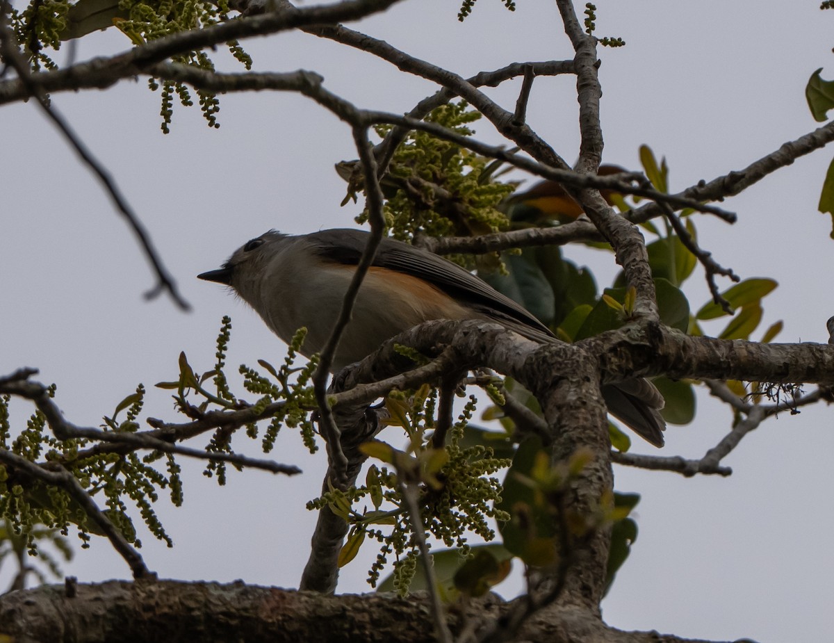 Tufted Titmouse - ML631478703
