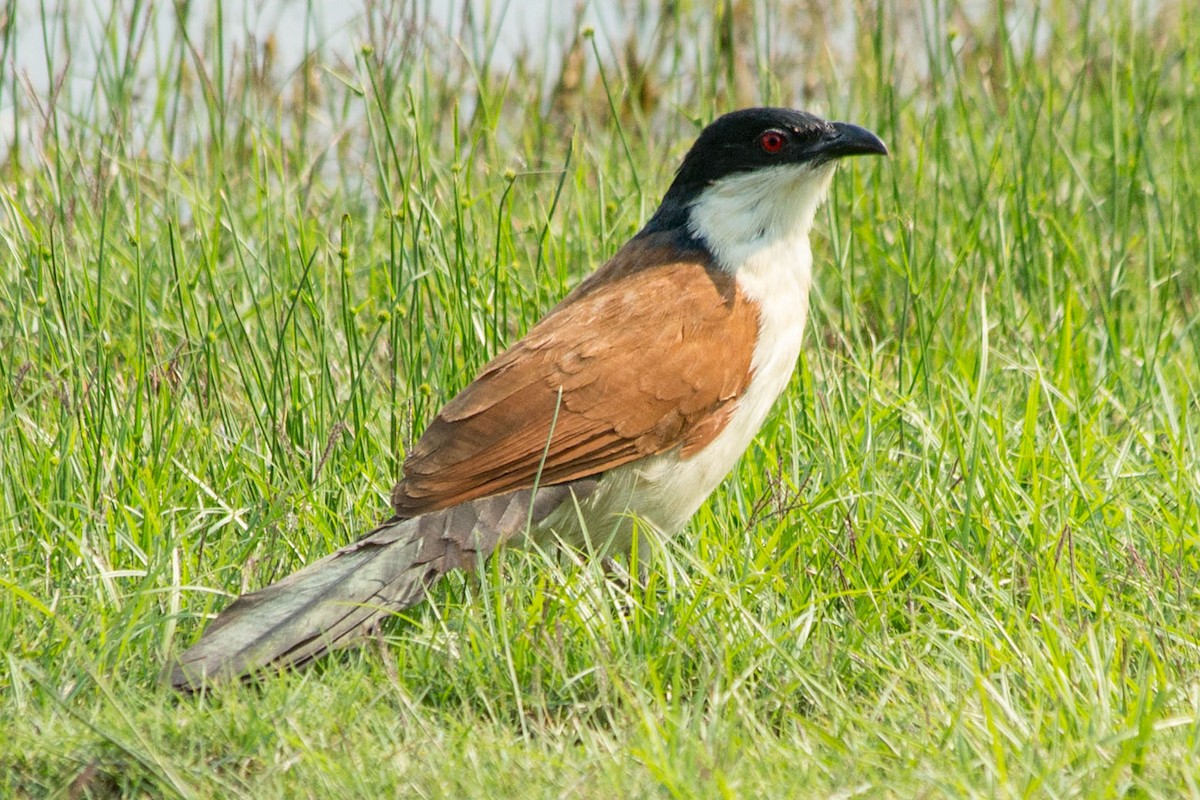 Coppery-tailed Coucal - ML63147871