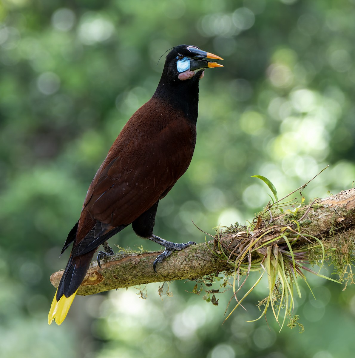 Montezuma Oropendola - ML631478744