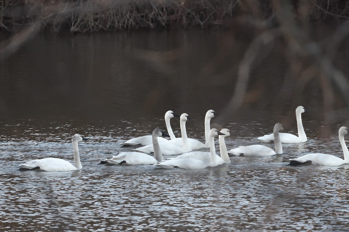 Tundra Swan - ML631478750