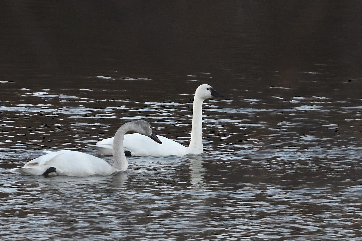 Tundra Swan - ML631478751
