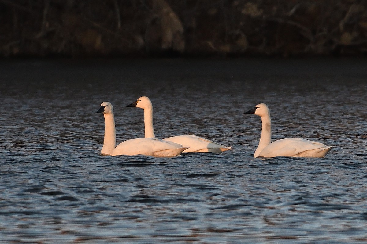Tundra Swan - ML631478753