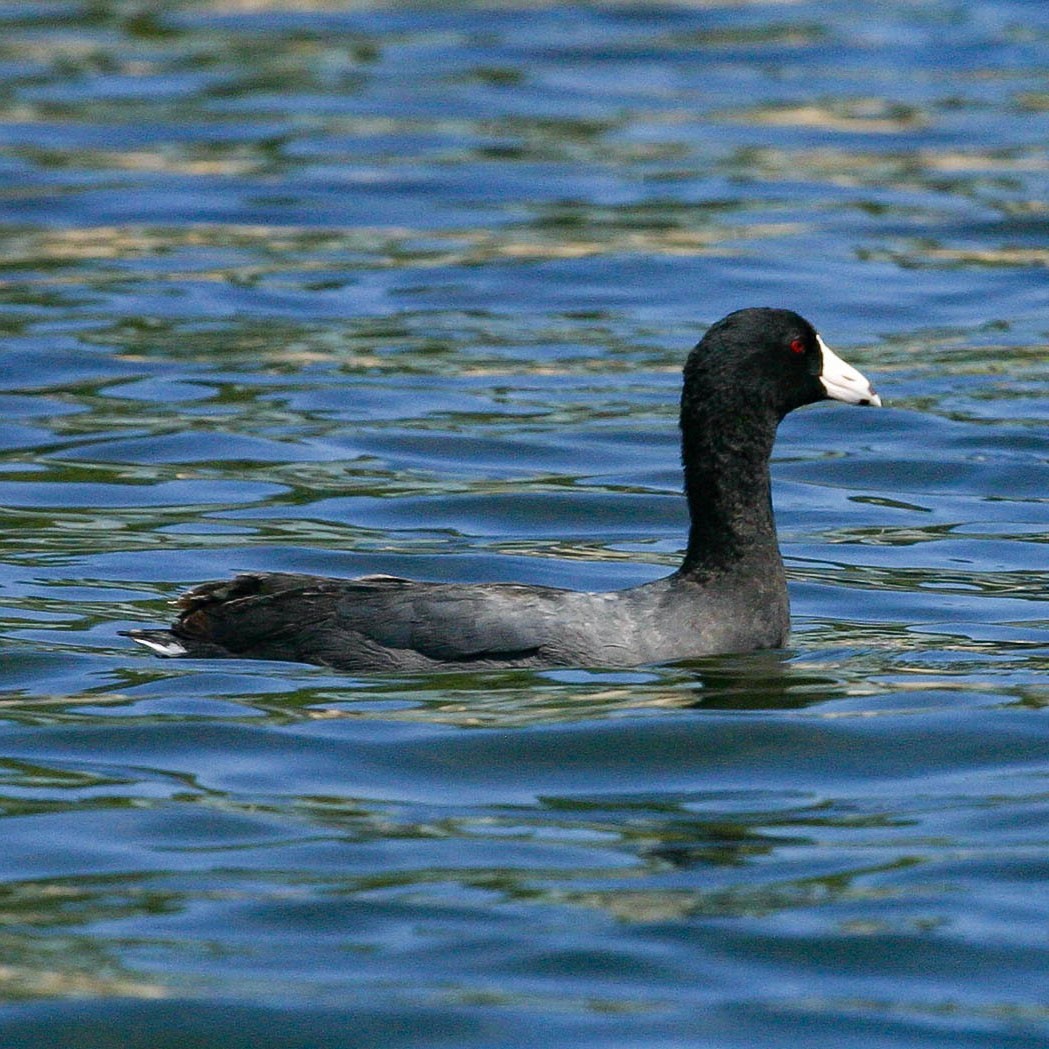 American Coot - ML631478945