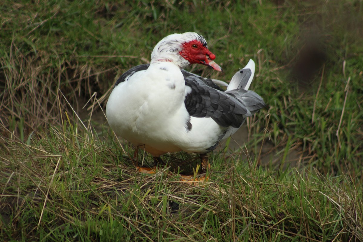 Muscovy Duck (Domestic type) - ML631478965