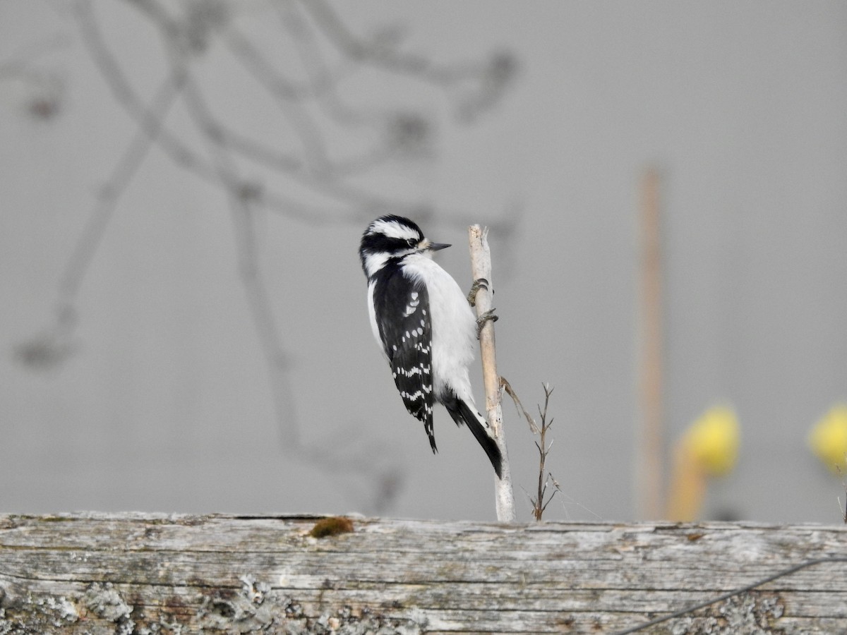 Downy Woodpecker - ML631479018