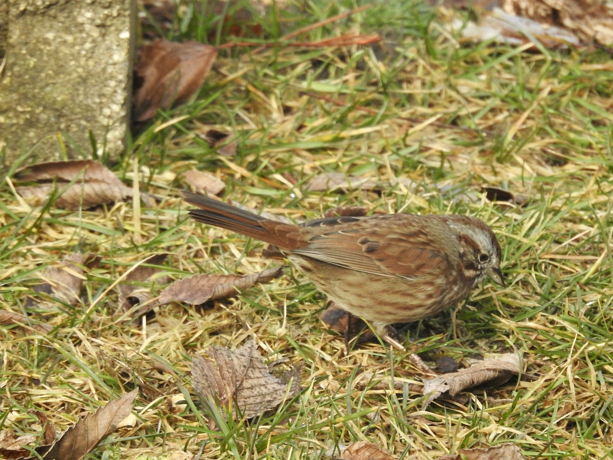 Song Sparrow - ML631479055