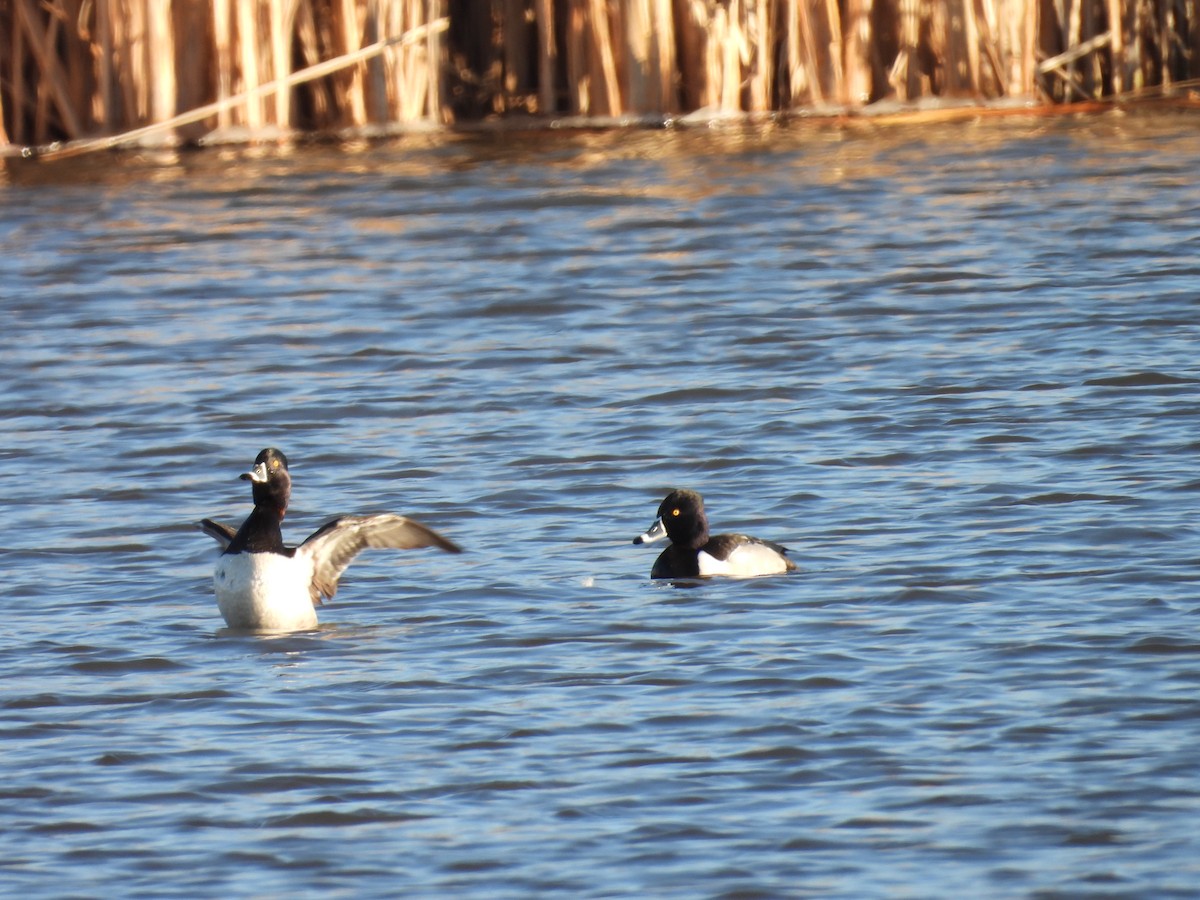 Ring-necked Duck - ML631479104