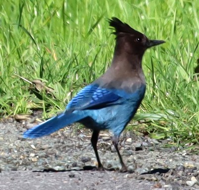 Steller's Jay - ML631479312