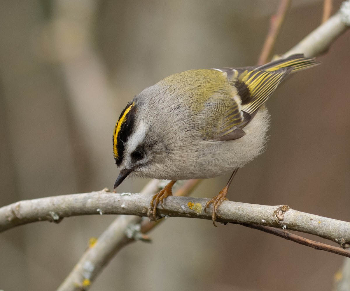 Roitelet à couronne dorée - ML631479340