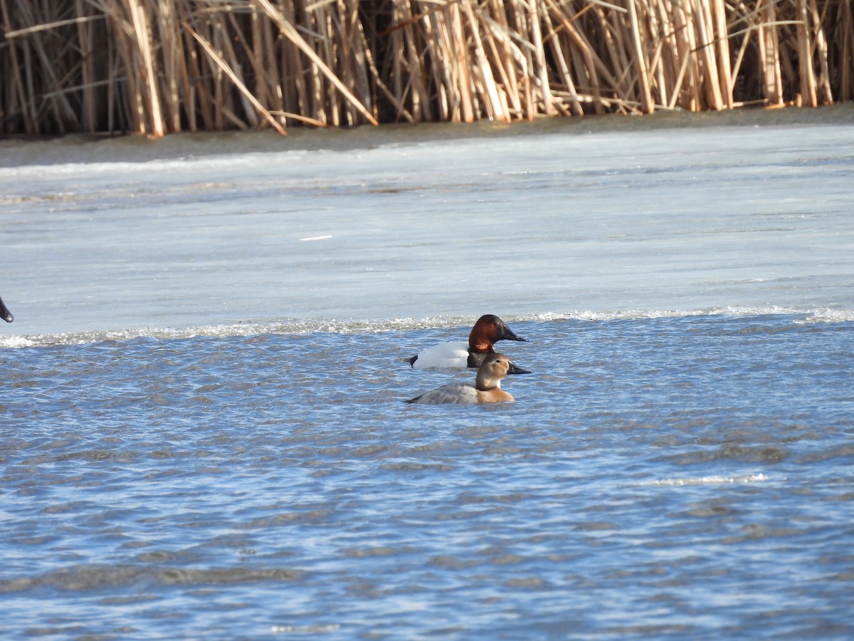 Canvasback - ML631479378